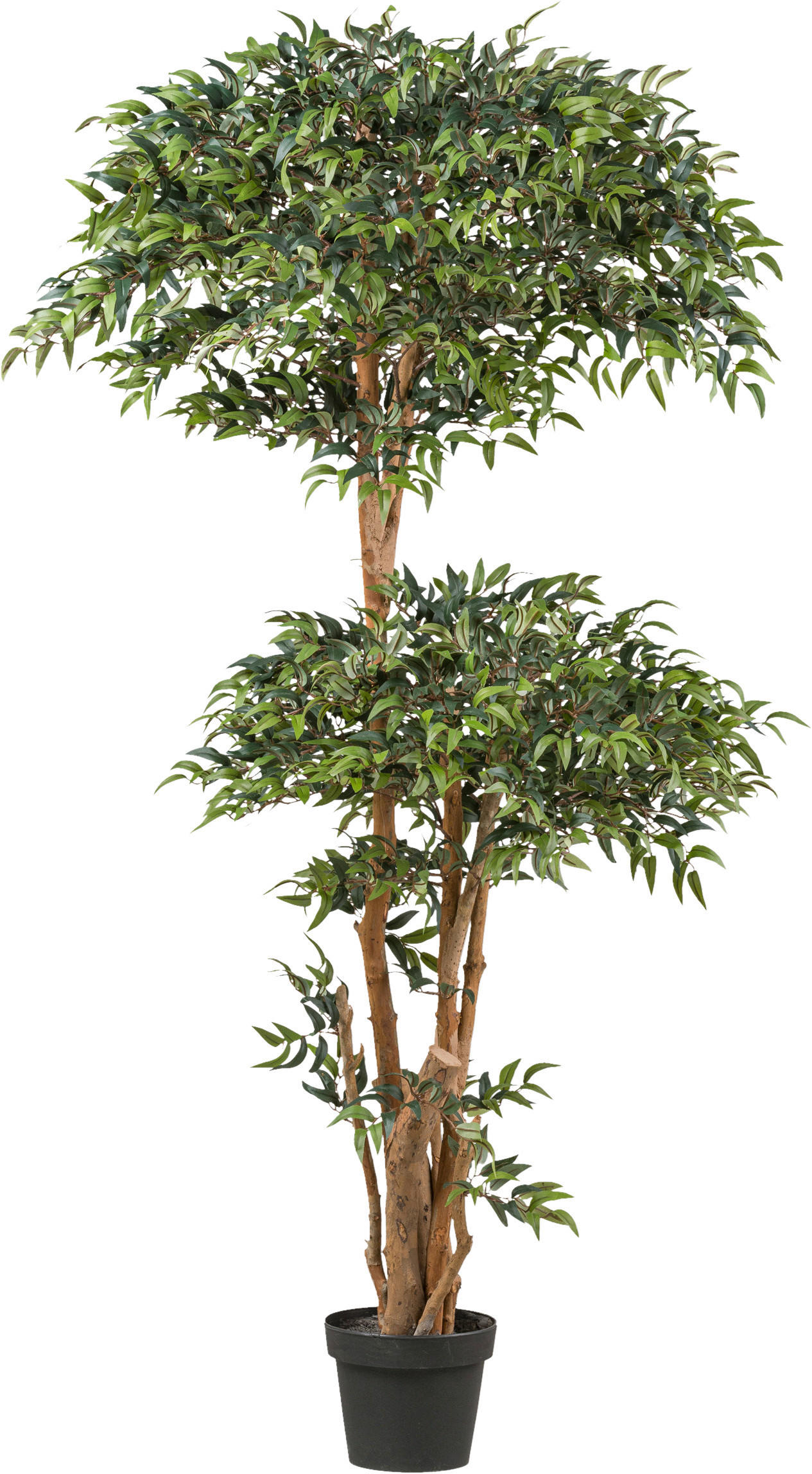 KUNSTPFLANZE Mäusedorne 170 cm  - Schwarz/Braun, Design, Kunststoff (170cm) - P & B