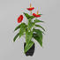 KUNSTBLUME Anthurie - Rot/Grün, Kunststoff (40cm) KUNSTBLUME Anthurie - Rot/Grün, Kunststoff (40cm)