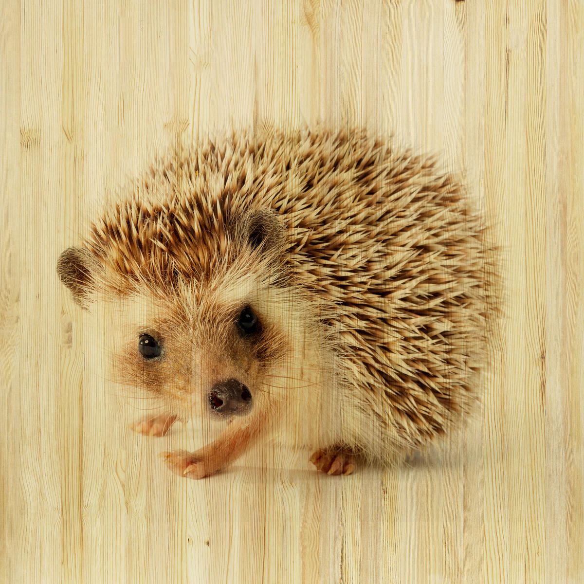 BABYWANDDEKO - Multicolor, Basics, Holz (50/50/3cm)