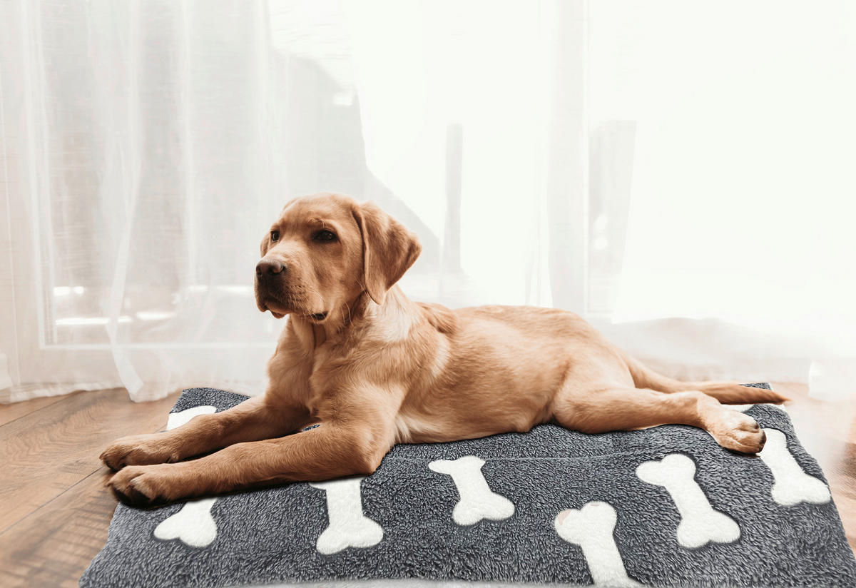 HUNDEKISSEN - Grau, Basics, Textil (50/70cm) - Esposa