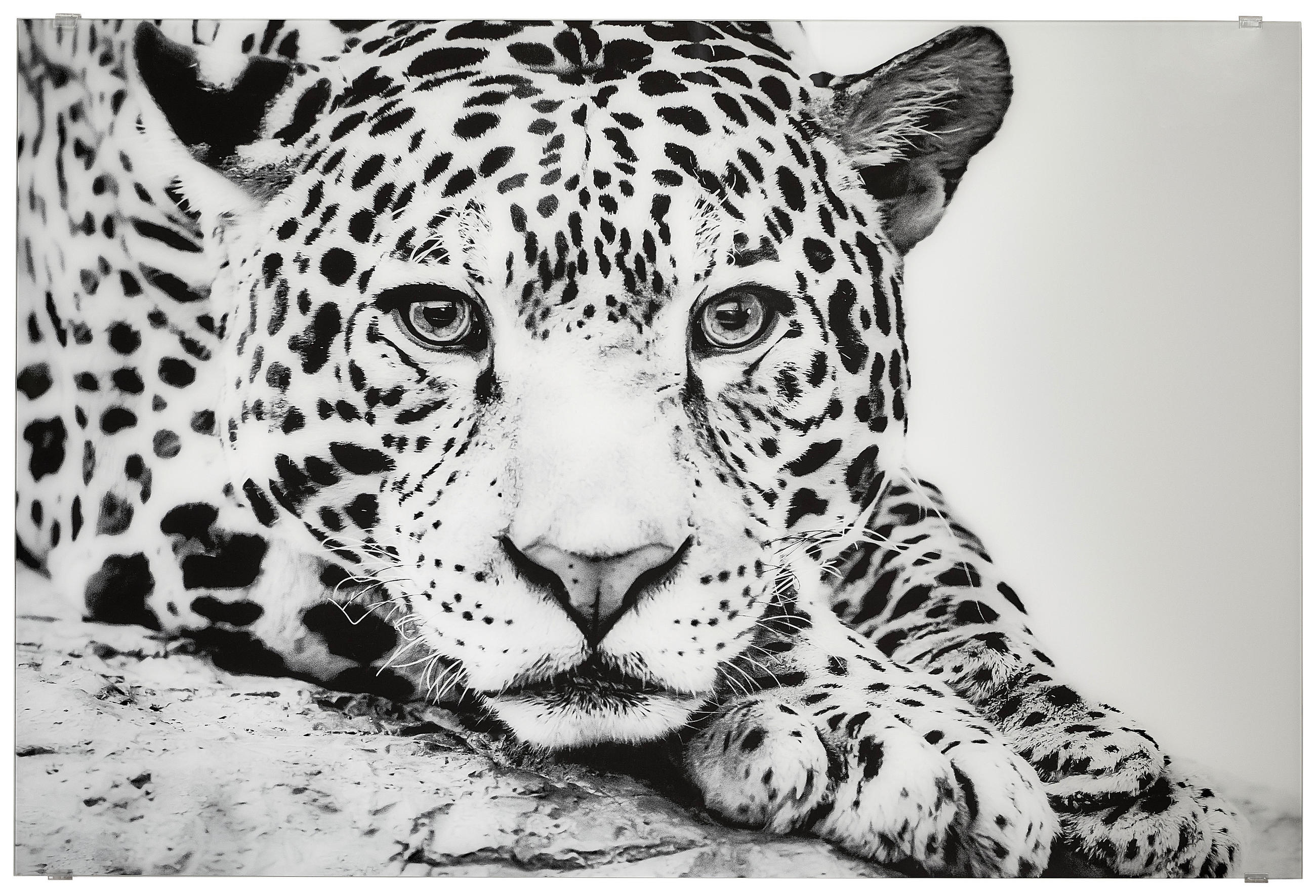 GLASBILD Tiere 120/80 cm  - Schwarz/Weiß, Basics, Glas (120/80cm) - Monee