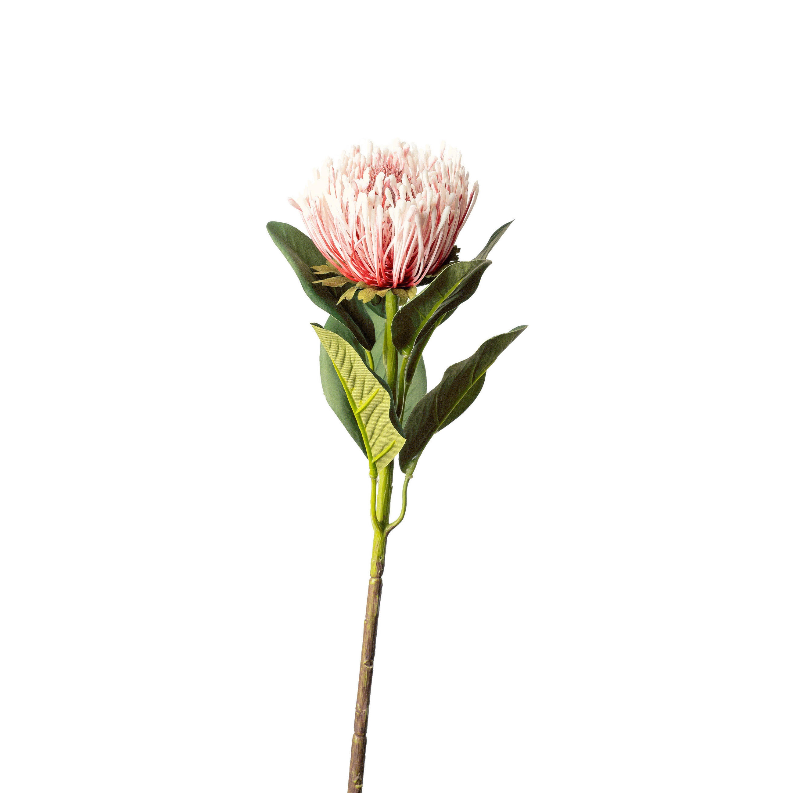 PROTEA Protea  - Pink/Rosa, Basics, Kunststoff (65cm)