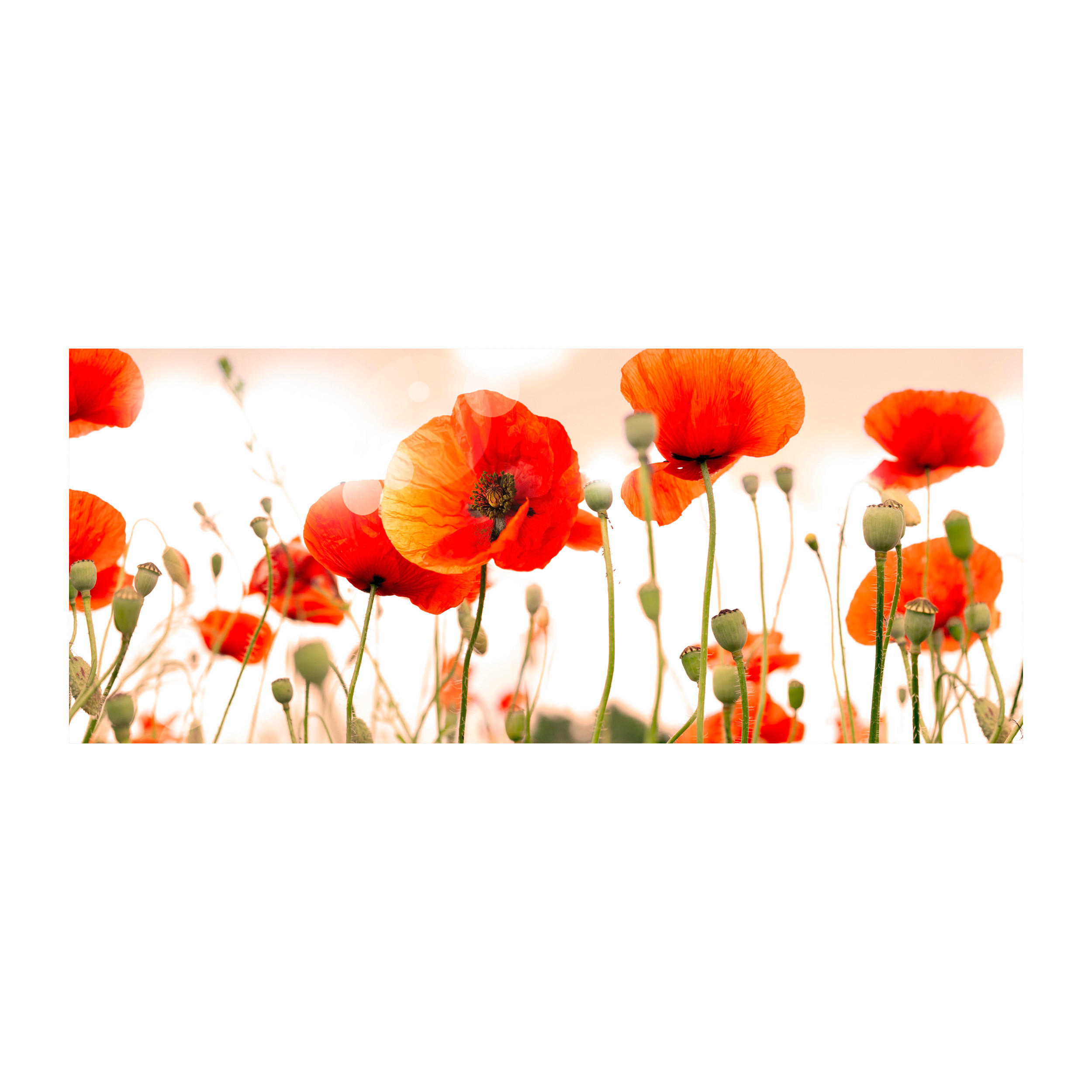 GLASBILD Blumen 125/50 cm  - Multicolor, Basics, Glas (125/50cm) - Monee
