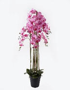 MŰNÖVÉNY - pink/zöld, Basics, műanyag/üveg