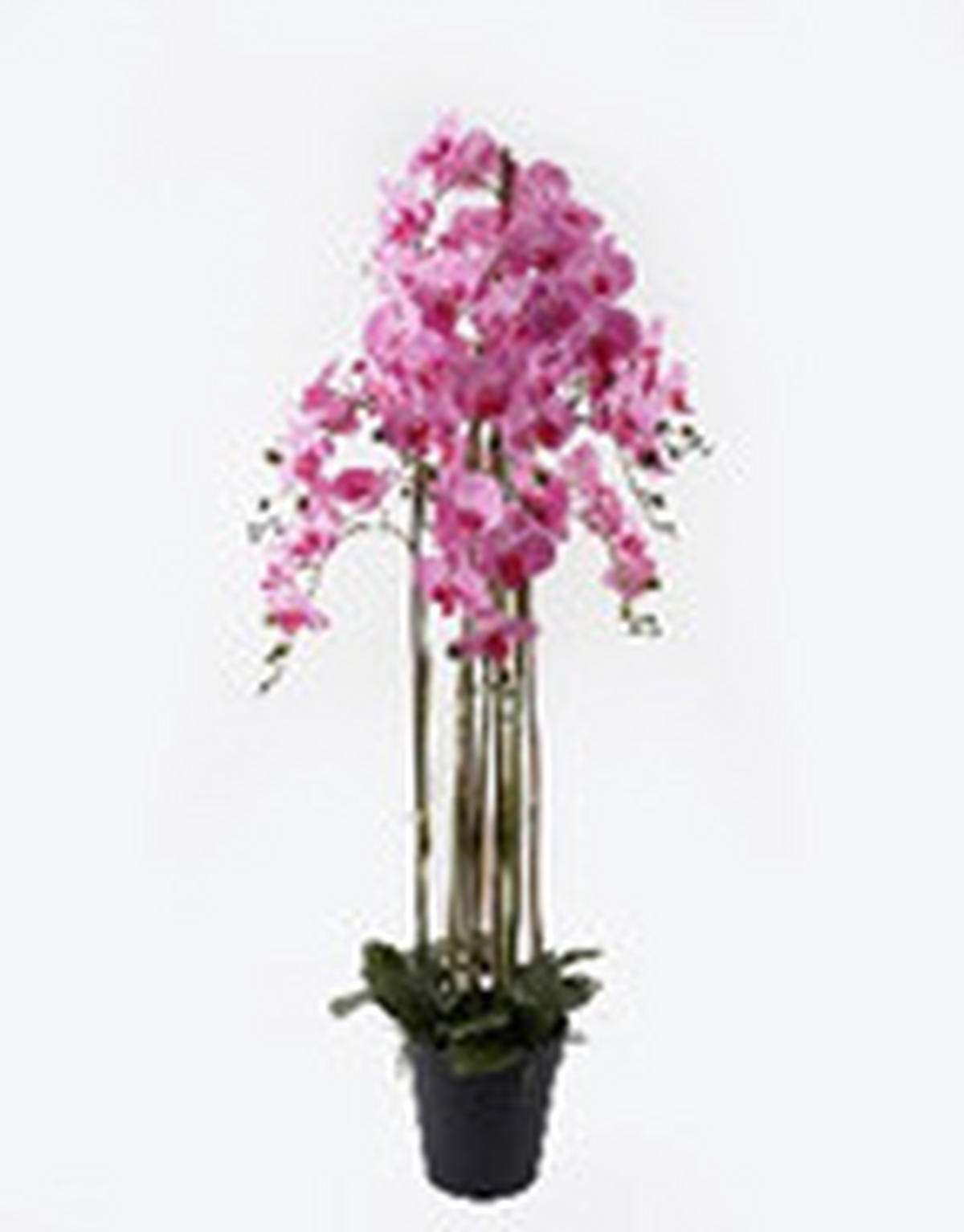 MŰNÖVÉNY - pink/zöld, Basics, műanyag/üveg