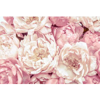 VLIESTAPETE  - Rosa/Weiß, Basics (368/248cm) - Xora