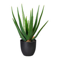 ALOE VERA Aloe Vera 47 cm  - Schwarz/Grün, Trend, Kunststoff (47cm) - P & B