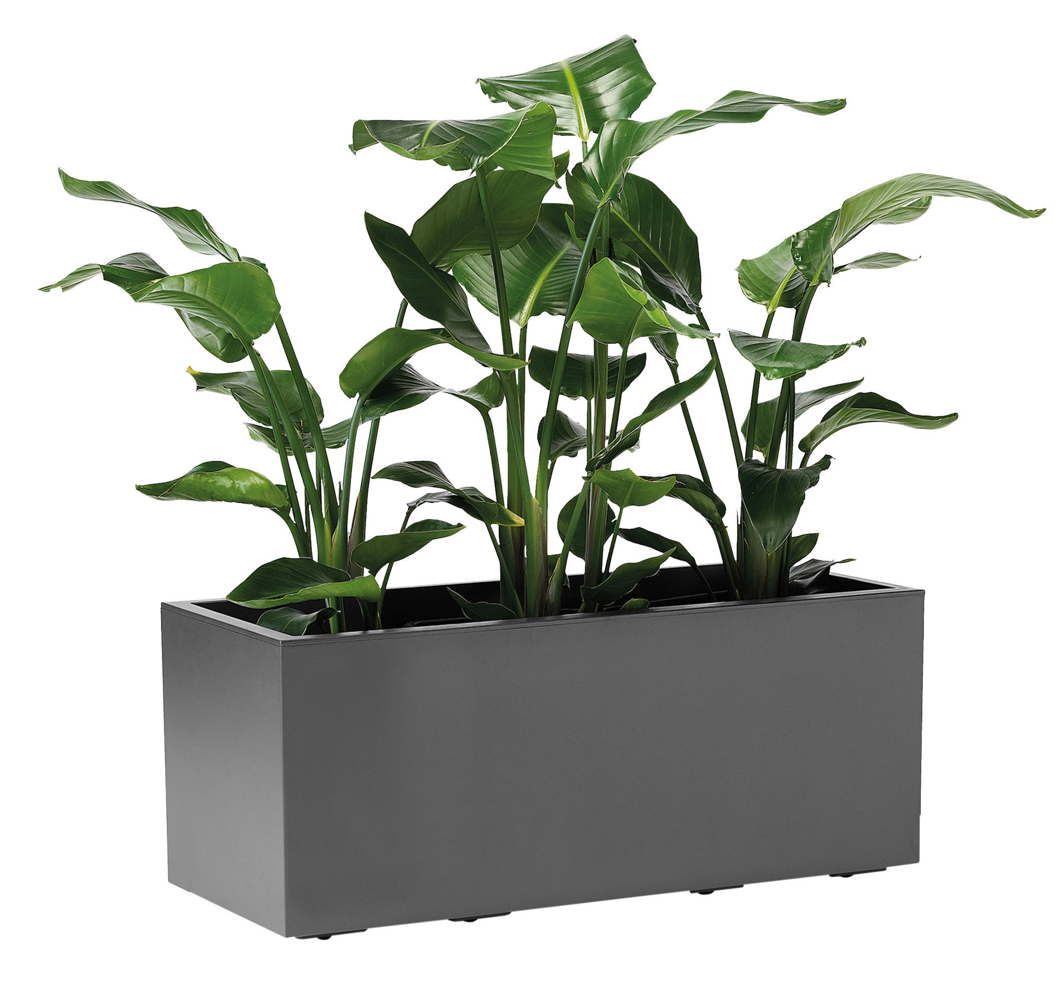 BLUMENKASTEN  - Anthrazit, Basics, Kunststoff (99,5/39,5/39,5cm)