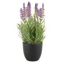 KUNSTPFLANZE Lavendel 31 cm  - Flieder/Schwarz, Basics, Kunststoff/Textil (31cm)