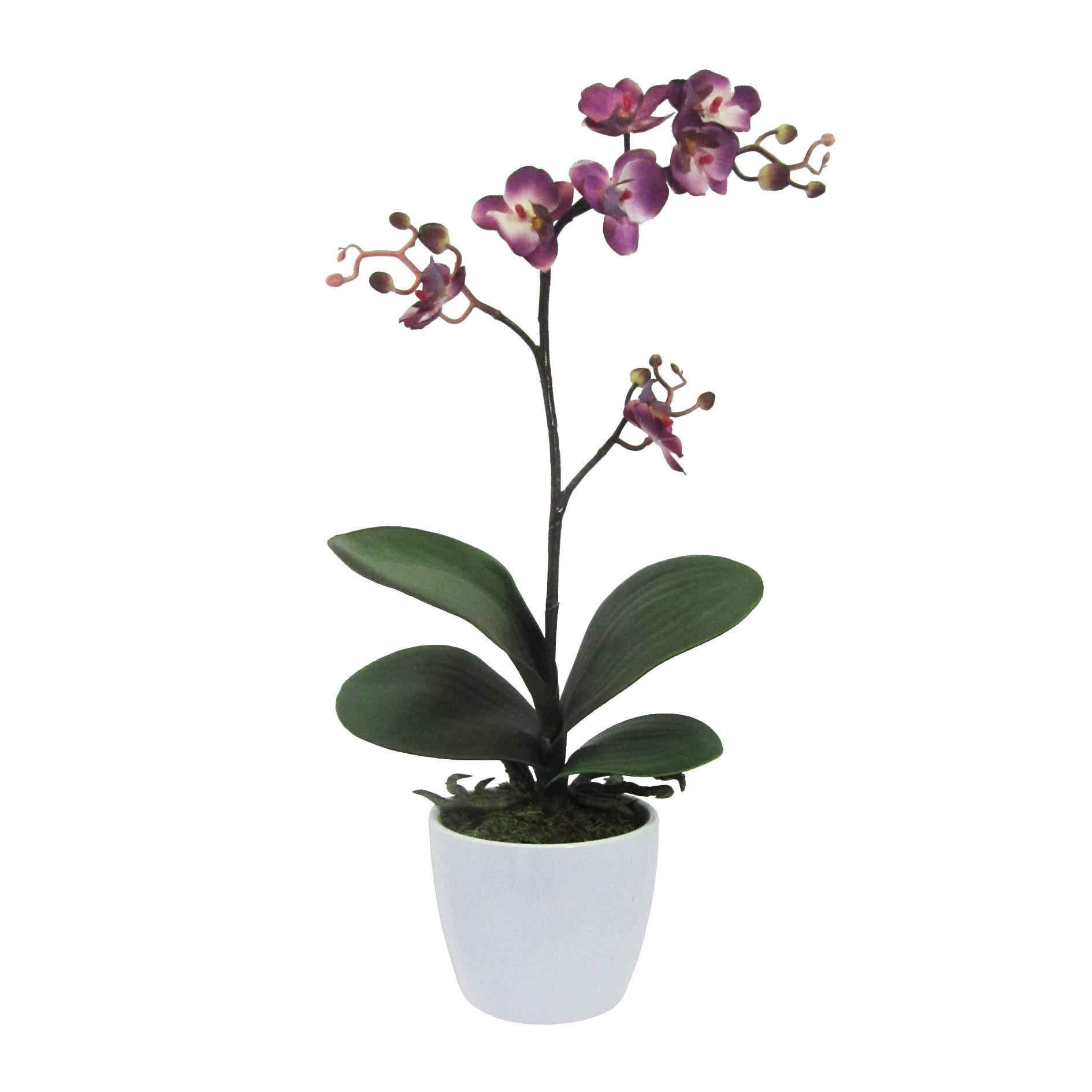 KUNSTPFLANZE Orchidee 55 cm  - Lila/Weiß, Design, Keramik/Kunststoff (55cm) - P & B