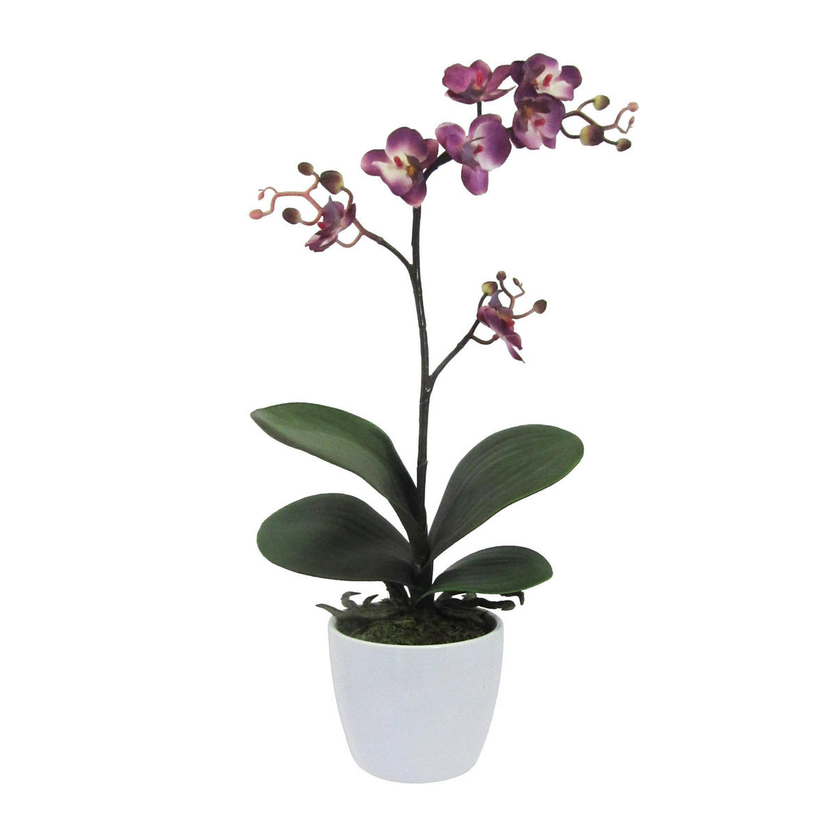 KUNSTPFLANZE Orchidee 55 cm  - Lila/Weiß, Design, Keramik/Kunststoff (55cm) - P & B