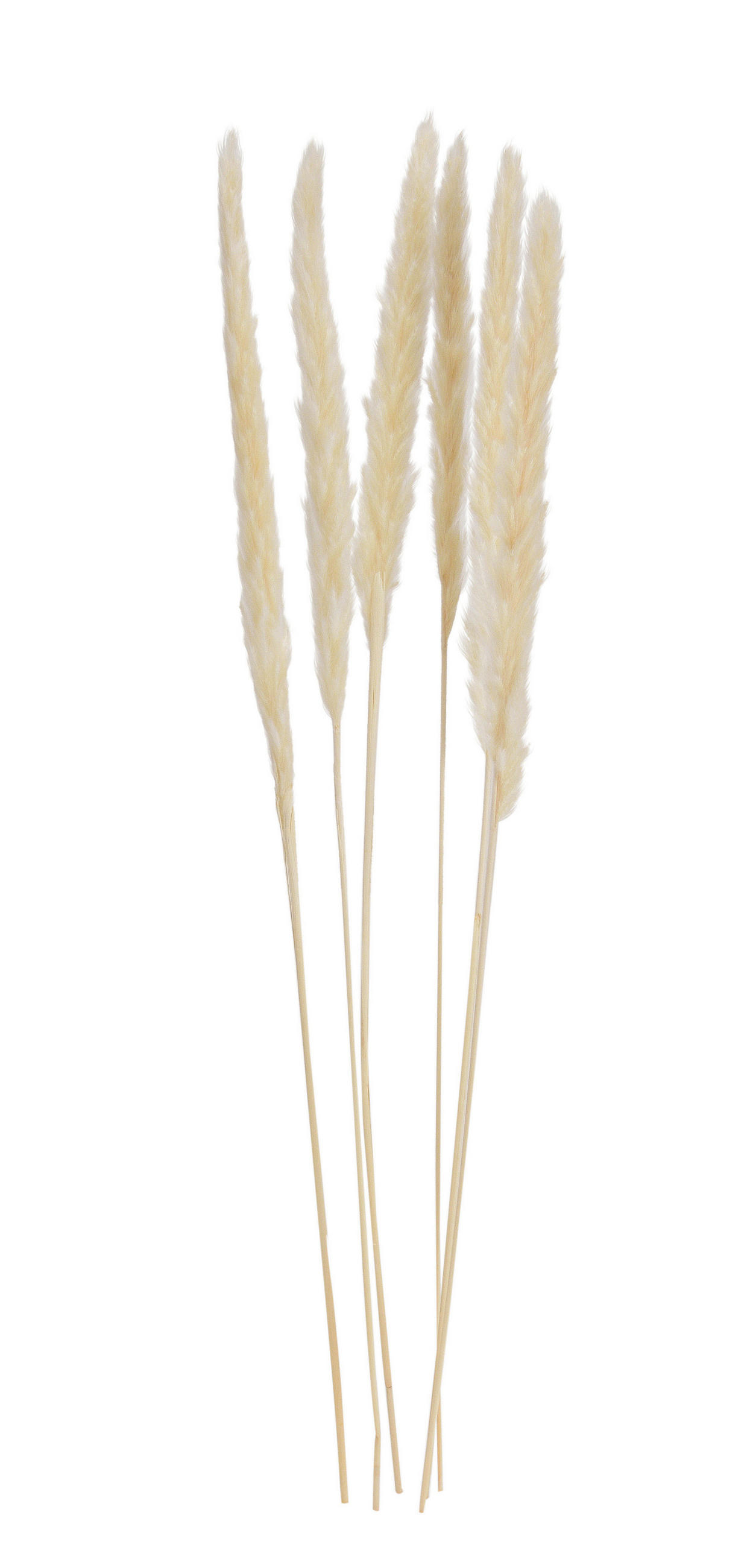 TROCKENBLUME - Weiß, Basics, Naturmaterialien (75cm)