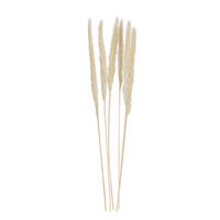 TROCKENBLUME  - Weiß, Basics, Naturmaterialien (75cm)