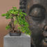 KUNSTPFLANZE Bonsai - Dunkelbraun/Grün, Kunststoff (55/45cm) KUNSTPFLANZE Bonsai - Dunkelbraun/Grün, Kunststoff (55/45cm)