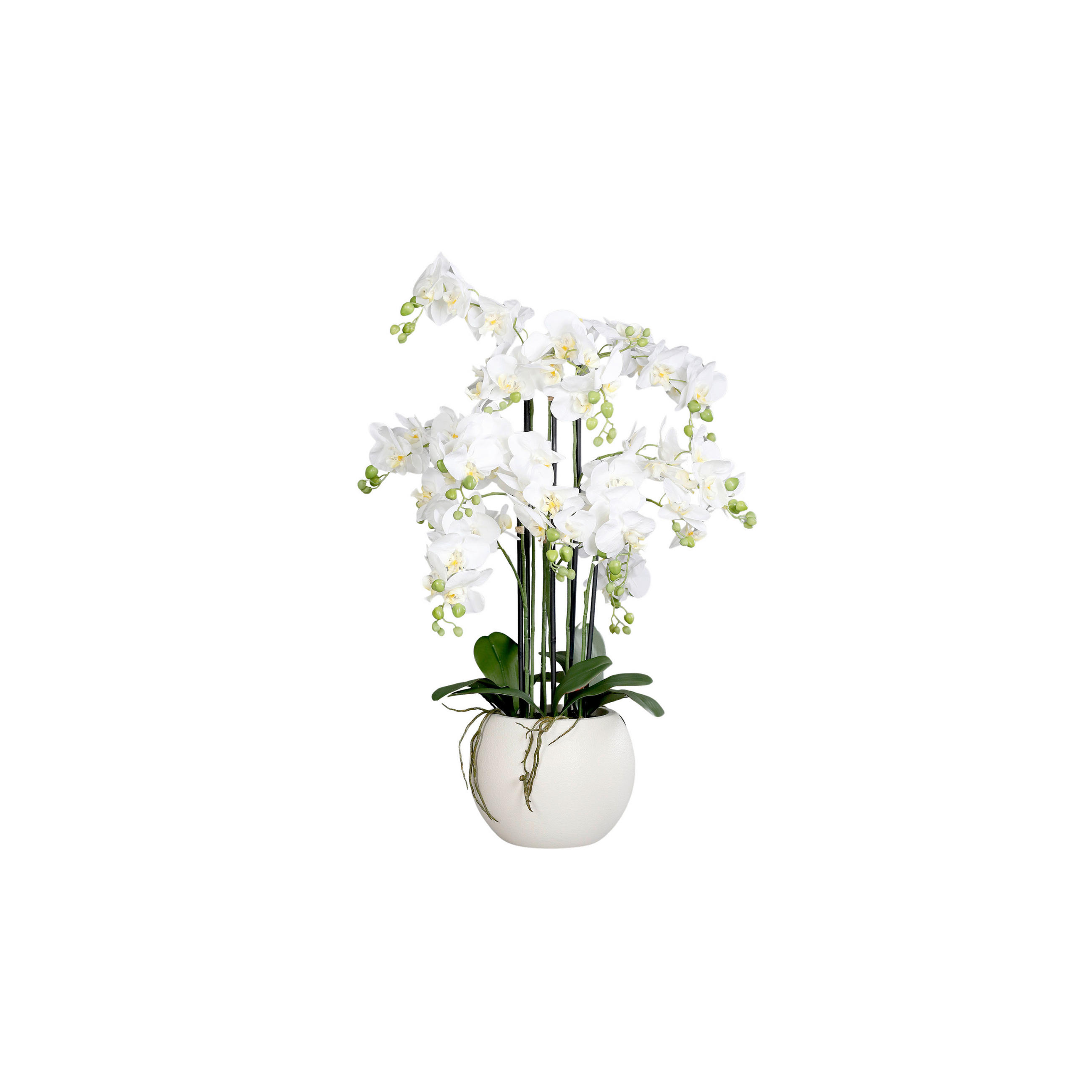 ORCHIDEE - Weiß/Grün, LIFESTYLE (80cm)