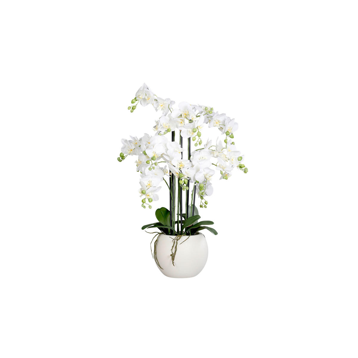 ORCHIDEE - Weiß/Grün, LIFESTYLE (80cm)