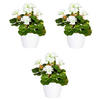 KUNSTPFLANZE Geranie 24 cm  - Weiß/Grün, Design, Keramik/Kunststoff (24cm)