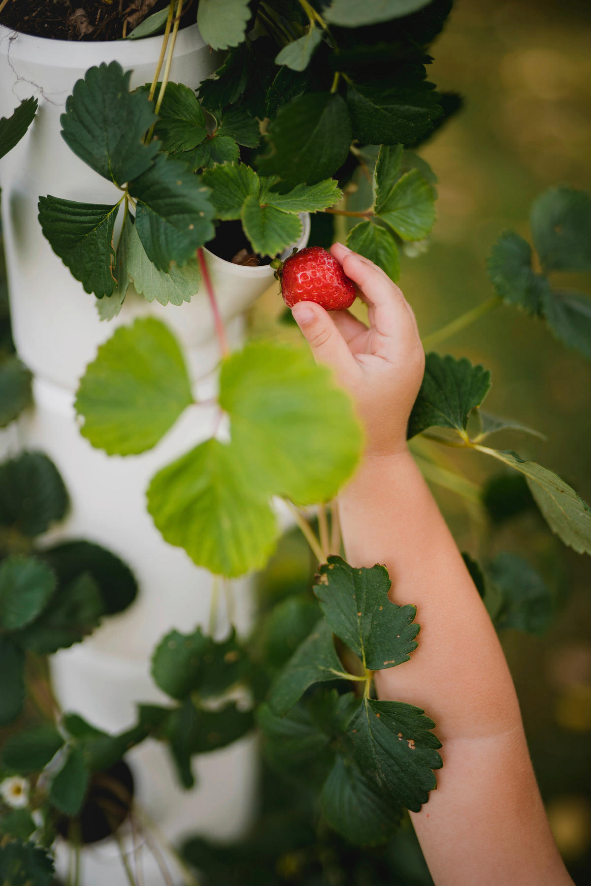 PFLANZENTOPF  SISSI STRAWBERRY  - Weiß, Basics, Kunststoff (32/77cm) - Gusta Garden