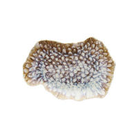 PLITKI TANJIR   30/20/3 cm          REEF MARINE   - višebojna, Osnovno, keramika (30/20/3cm) - Tognana