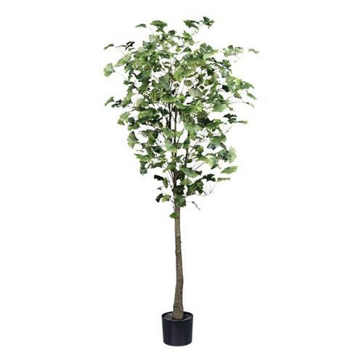 KUNSTPFLANZE 150 cm  - Schwarz/Braun, Basics, Kunststoff (150cm)