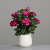 PFINGSTROSE - Pink/Creme, Basics, Kunststoff/Textil (66cm)