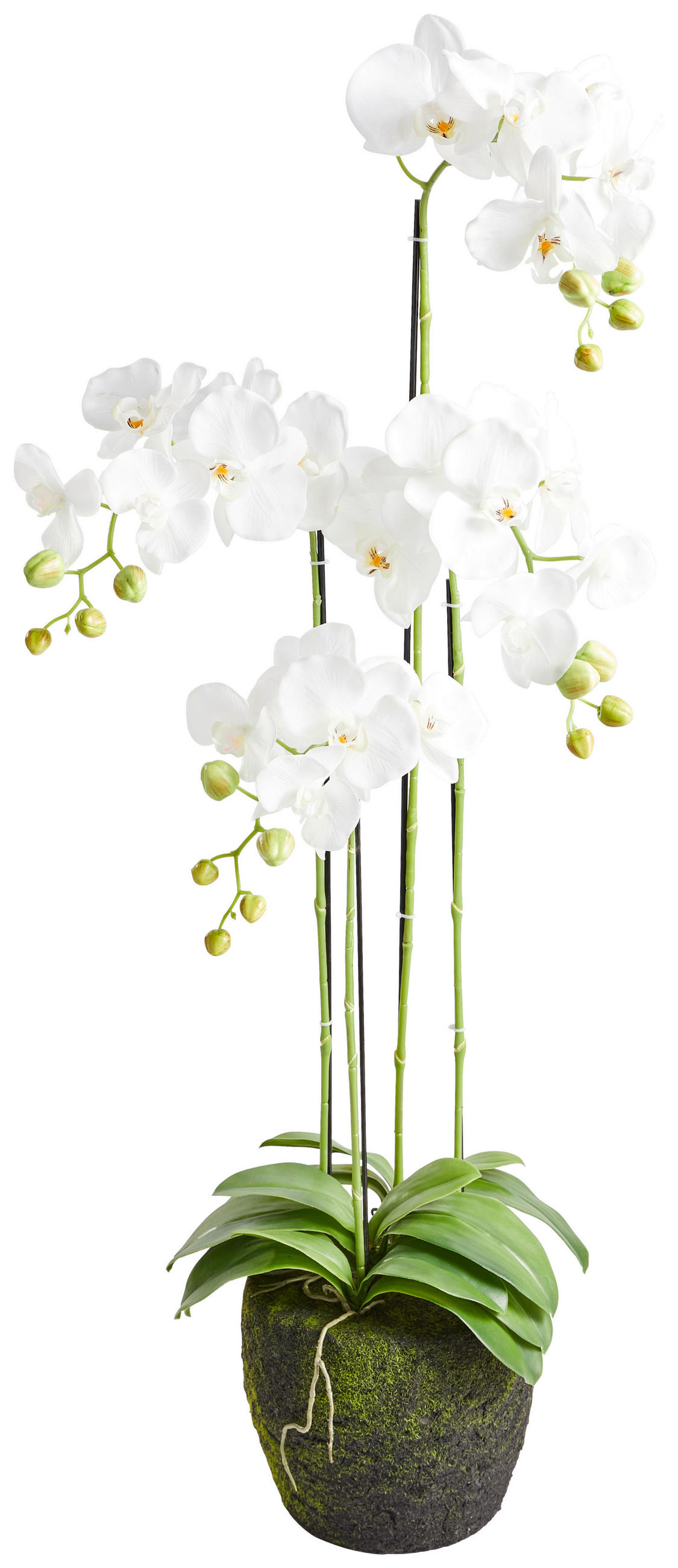 ORCHIDEE  - Weiß/Grün, Basics, Kunststoff (100cm)