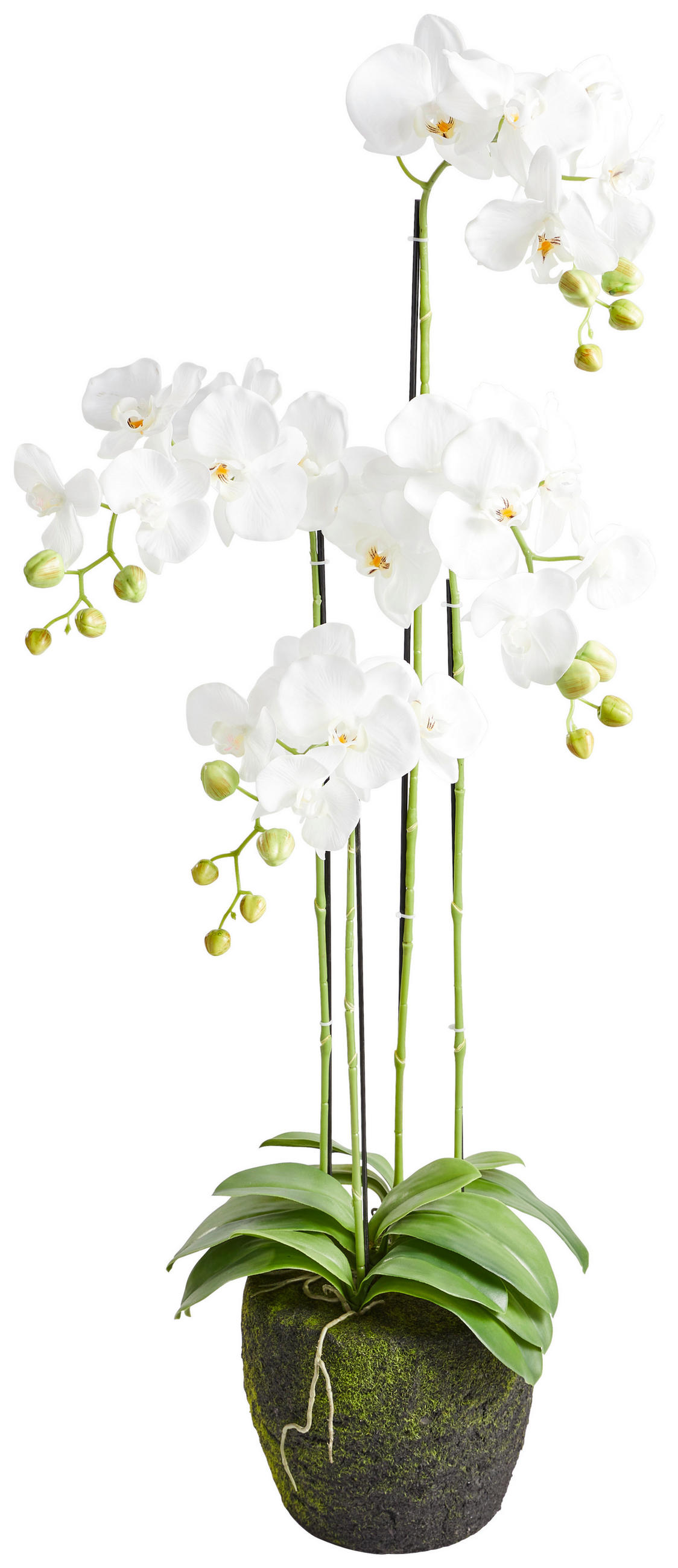 ORCHIDEE - Weiss/Grün, Basics, Kunststoff (100cm)
