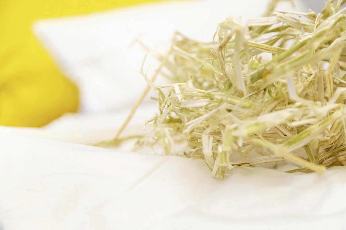 KOPFKISSEN 65/100 cm  - Champagner, Basics, Textil (65/100cm) - Sleeptex