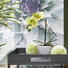 KUNSTBLUME Orchidee - Creme/Grün, LIFESTYLE, Kunststoff/Metall (36cm)