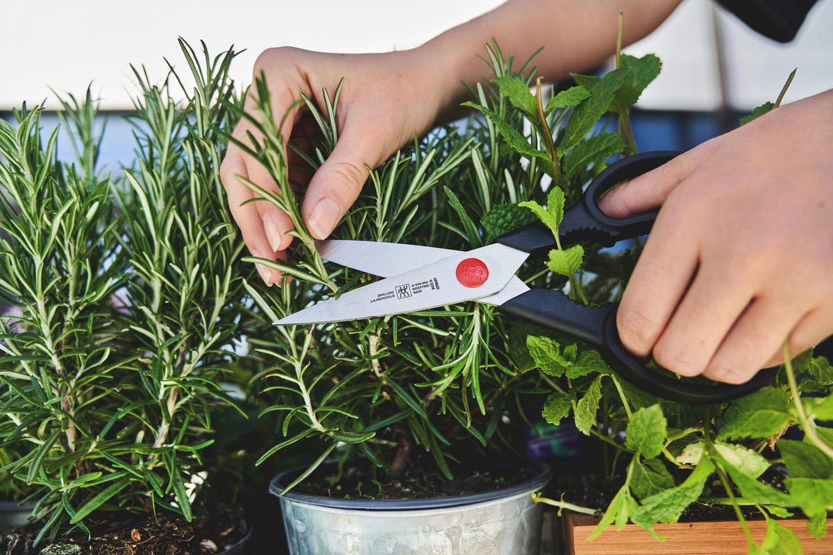 SCHERE - Basics, Kunststoff/Metall - Zwilling