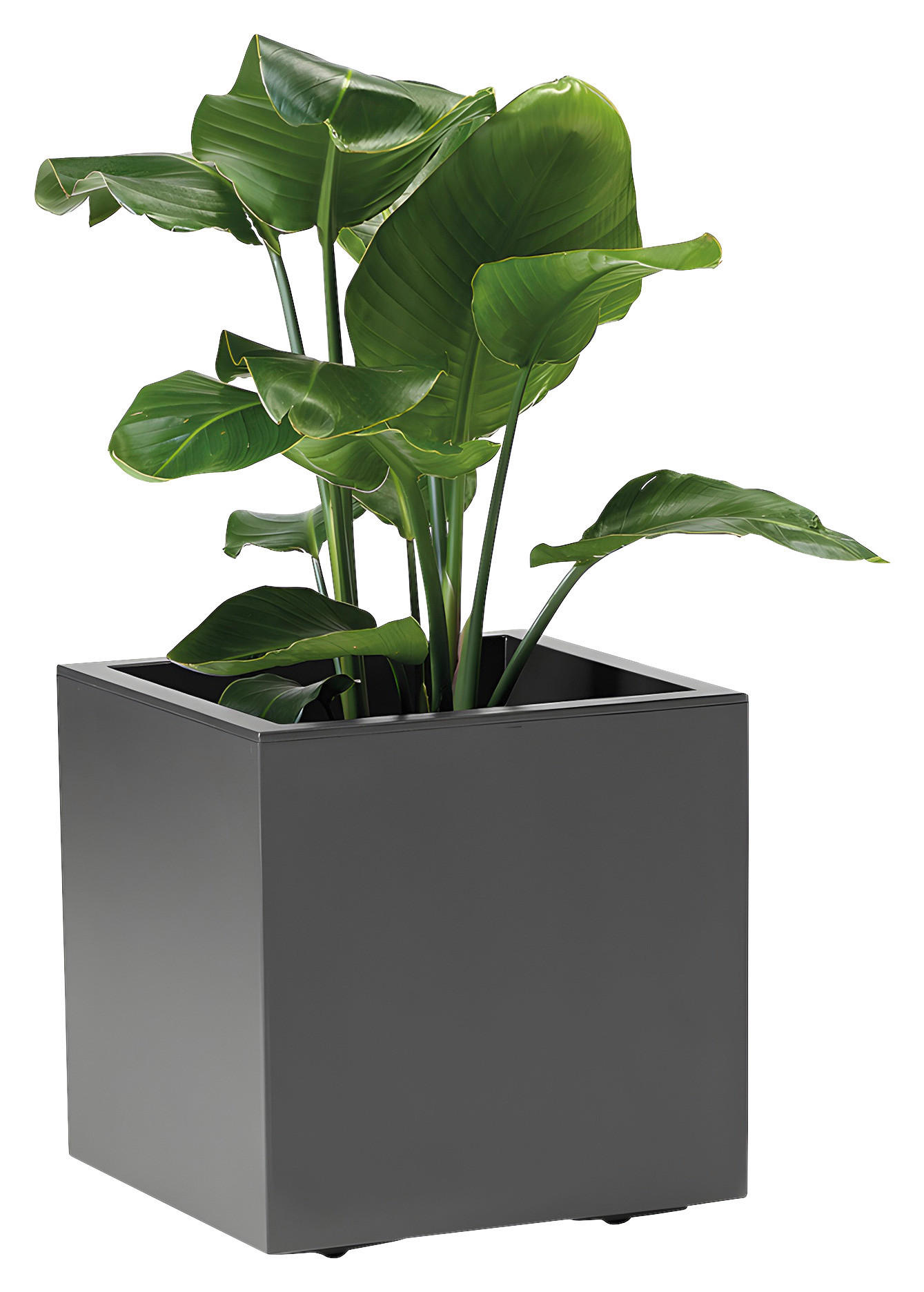 BLUMENKASTEN  - Anthrazit, Basics, Kunststoff (39,5/39,5/39,5cm)