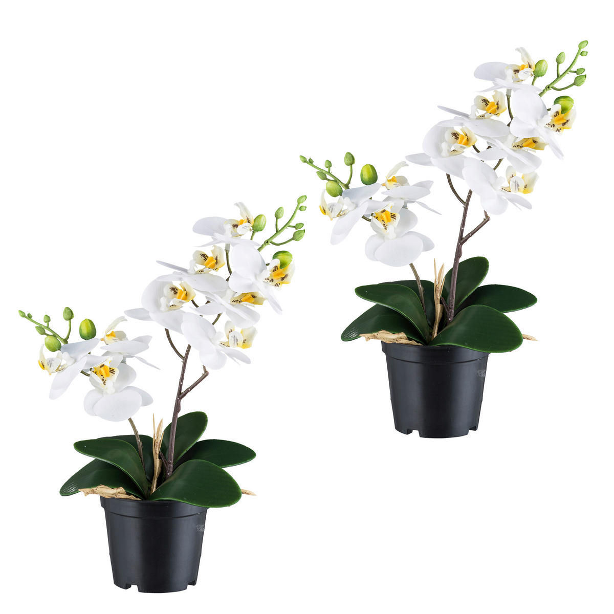 KUNSTPFLANZE Orchidee 28 cm  - Schwarz/Weiß, Design, Kunststoff (28cm) - P & B