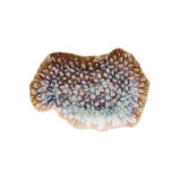 PLITVI KROŽNIK  REEF MARINE      30/20/3 cm   - večbarvno, Basics, keramika (30/20/3cm) - Tognana