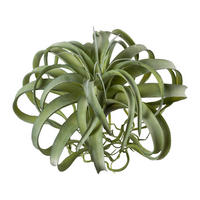 KUNSTPFLANZE Tillandsie  - Grün, Basics, Kunststoff (35/32cm)