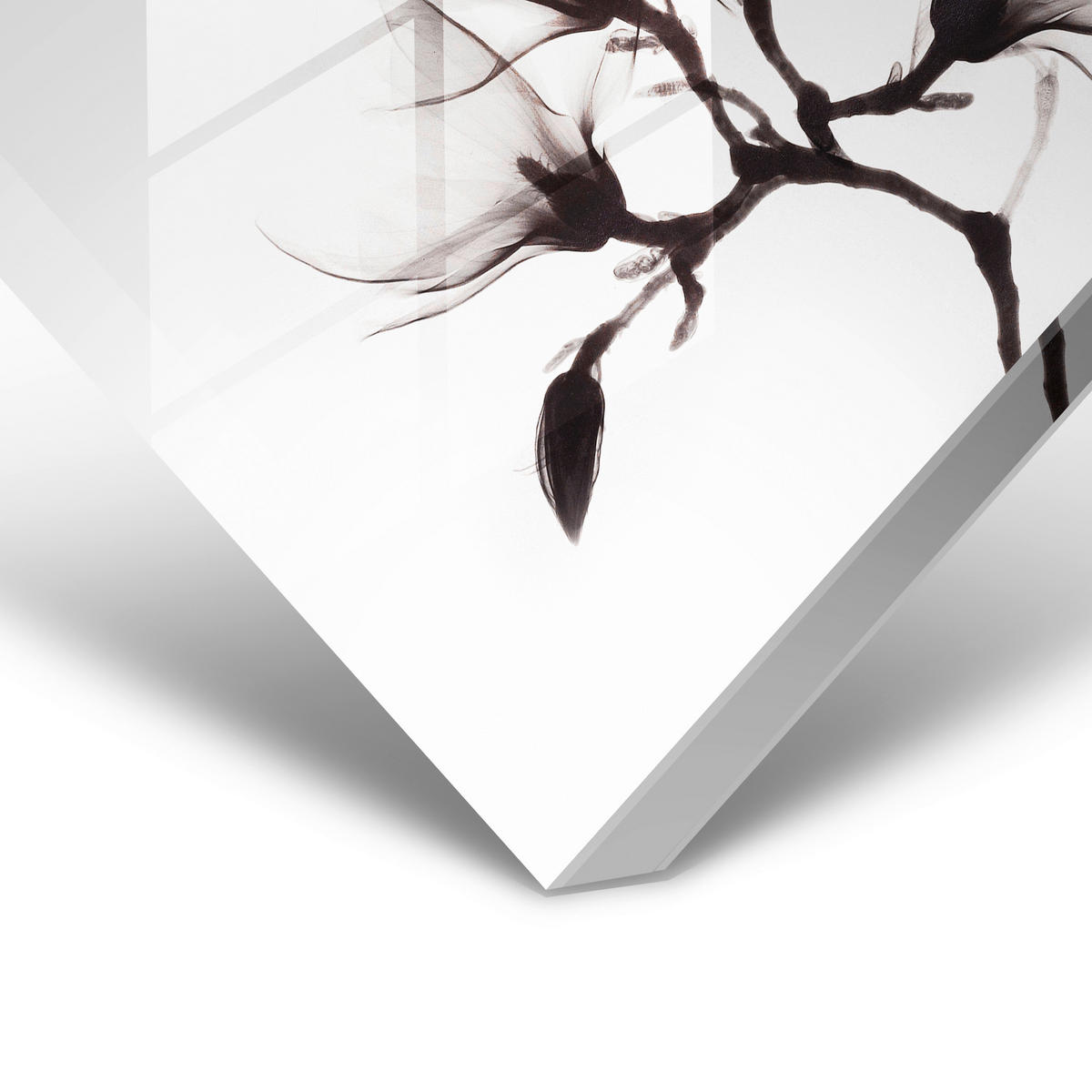 GLASBILD Landschaft & Natur, Blumen, Pflanzen 118/70 cm  - Dunkelbraun/Weiß, Design, Glas (118/70cm)
