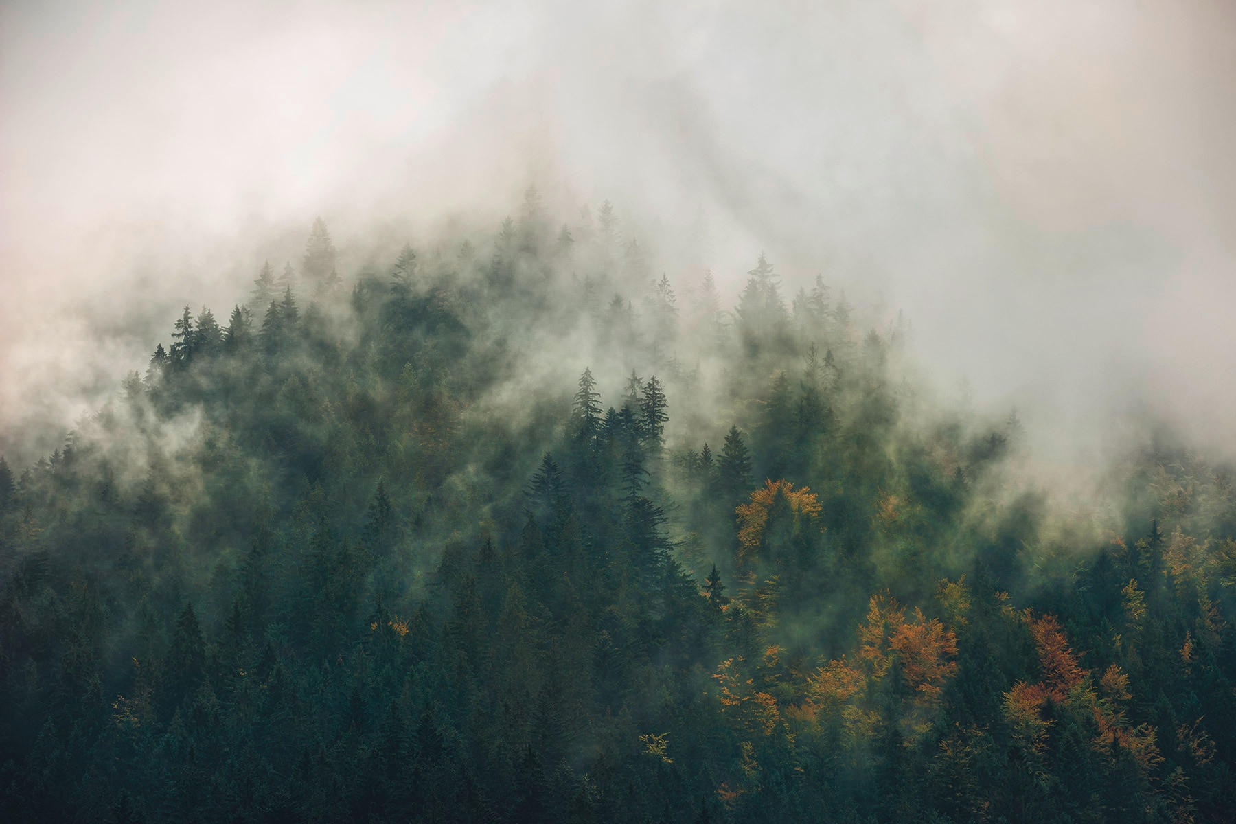 VLIESTAPETE - Natur (300/200cm)