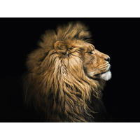GLASBILD Tiere 30/40 cm  - Multicolor, Basics, Glas (30/40cm) - Euroart