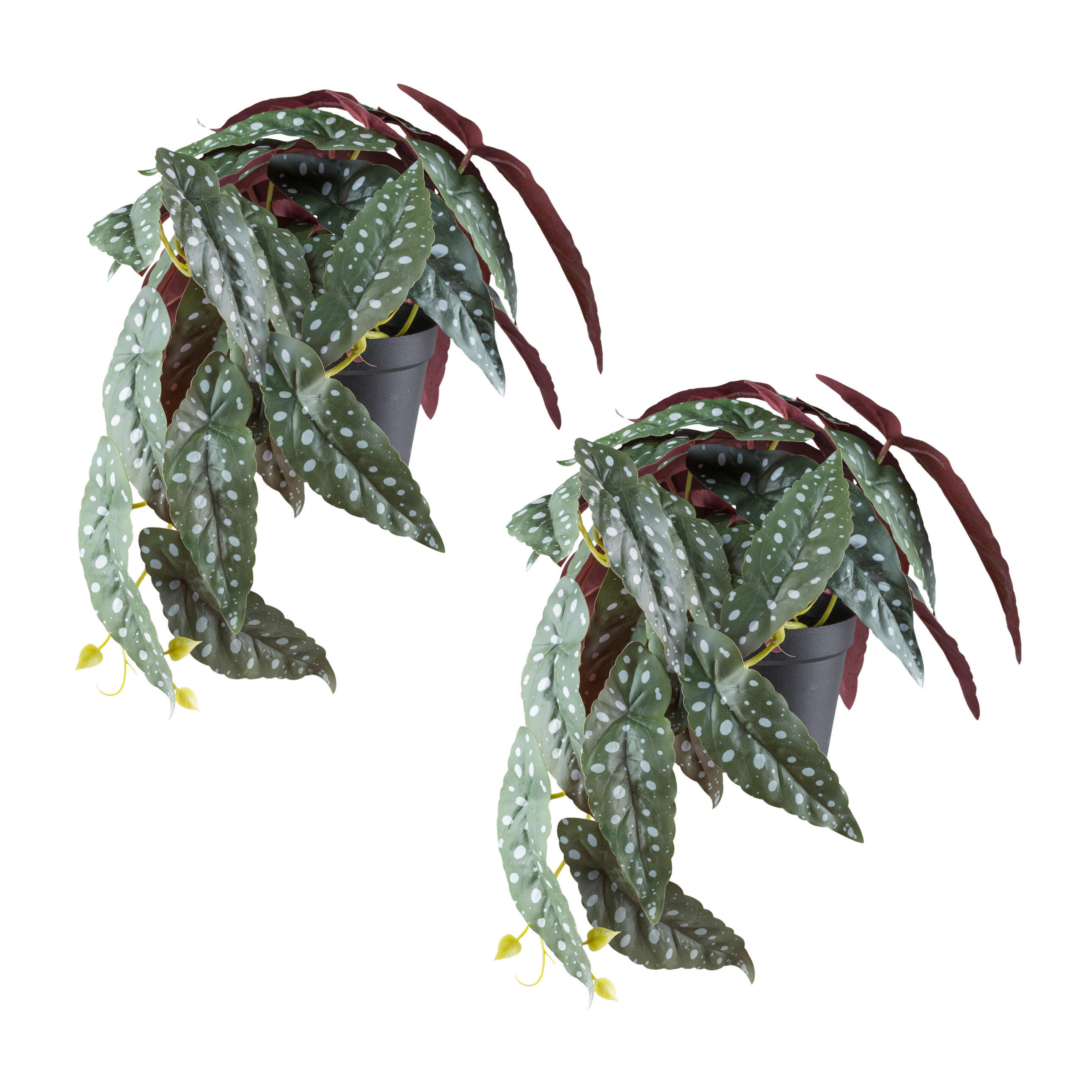 KUNSTPFLANZE 24 cm  - Rot/Schwarz, Design, Kunststoff (24cm) - P & B