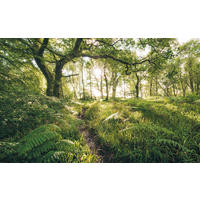 VLIESTAPETE  - Natur (400/250cm) - Komar