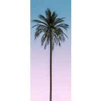 NON WOVEN-TAPET 100/250 cm  - multicolor, Basics (100/250cm) - Komar