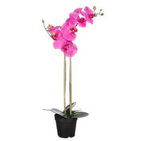PHALAENOPSIS - rosa, Basics, plast (38/70cm)