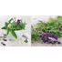 GLASBILD - Multicolor, Natur, Glas (20/40/1,40cm) GLASBILD - Multicolor, Natur, Glas (20/40/1,40cm)