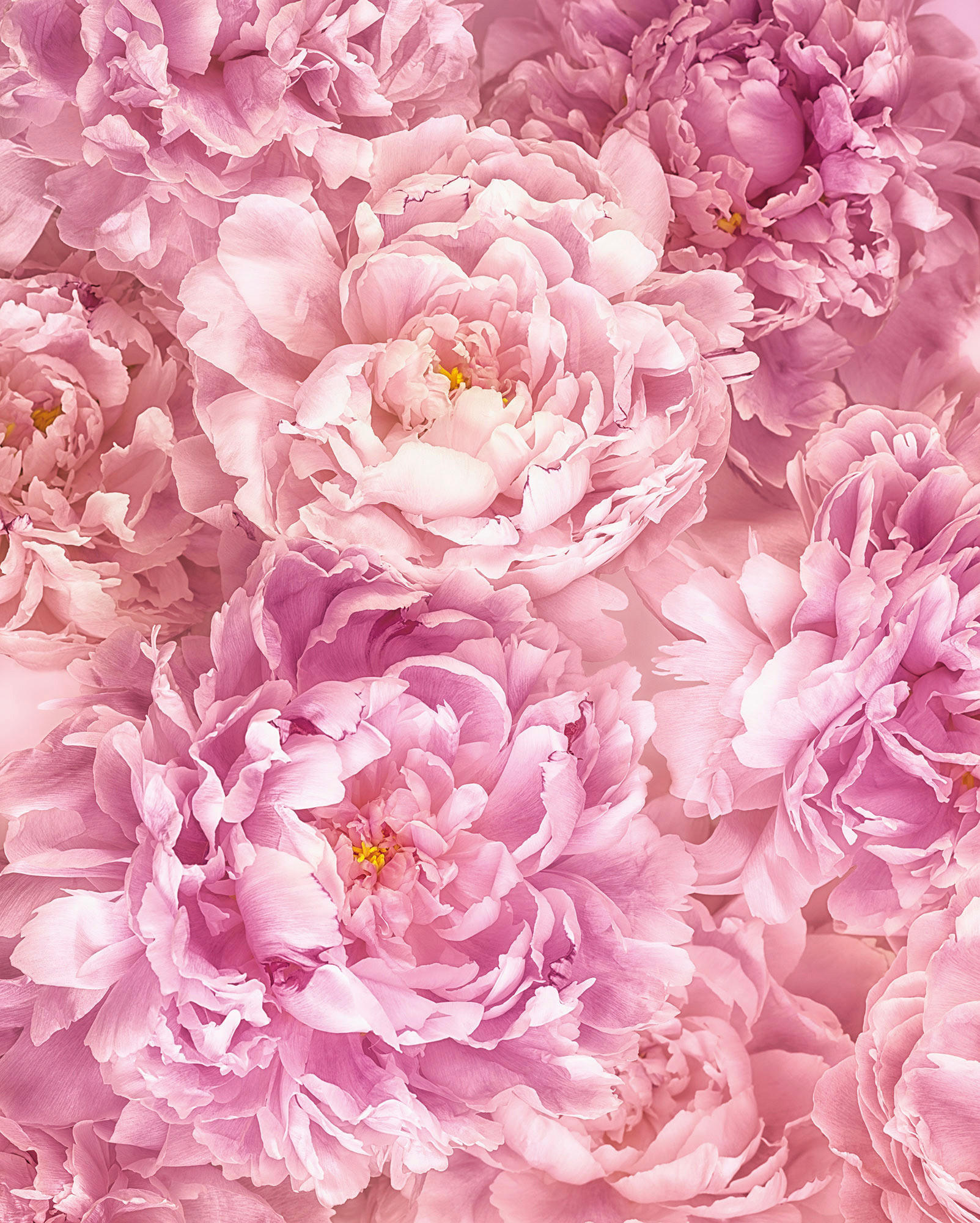 NON WOVEN-TAPET 200/250 cm  - rosa, Basics (200/250cm) - Komar