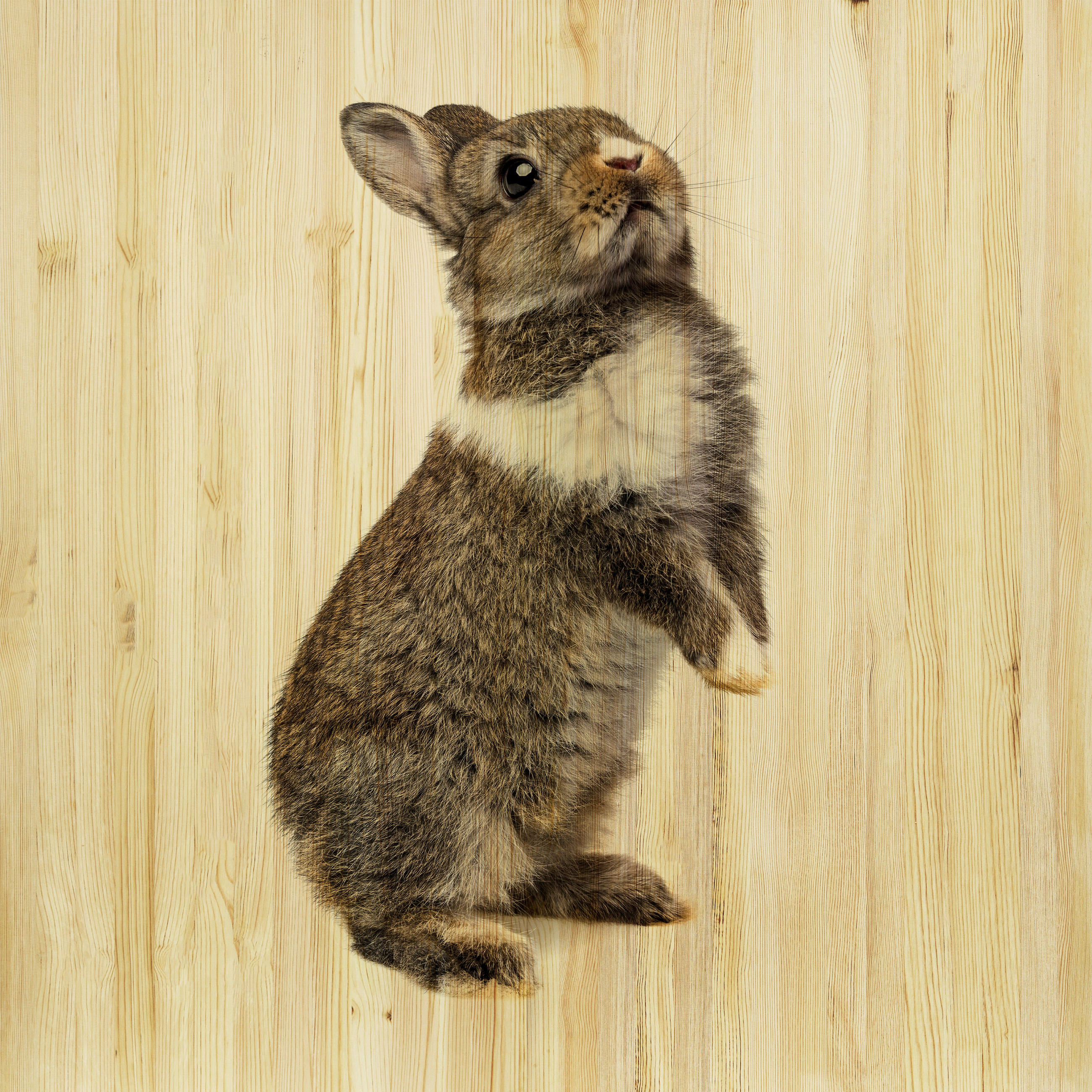 BABYWANDDEKO - Multicolor, Basics, Holz (30/30/3cm)