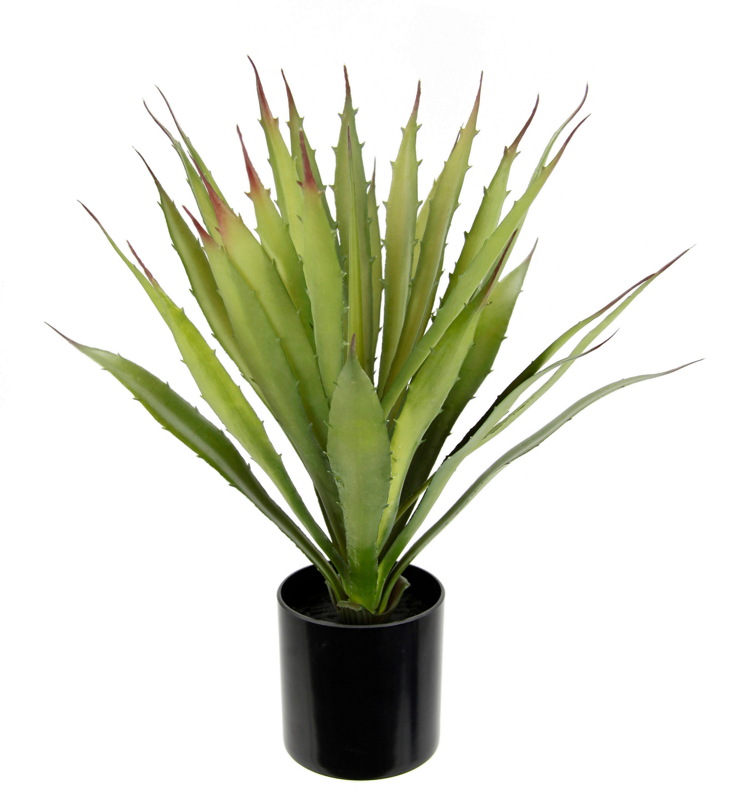 AGAVE  - Grün, Basics (15/38/15cm)