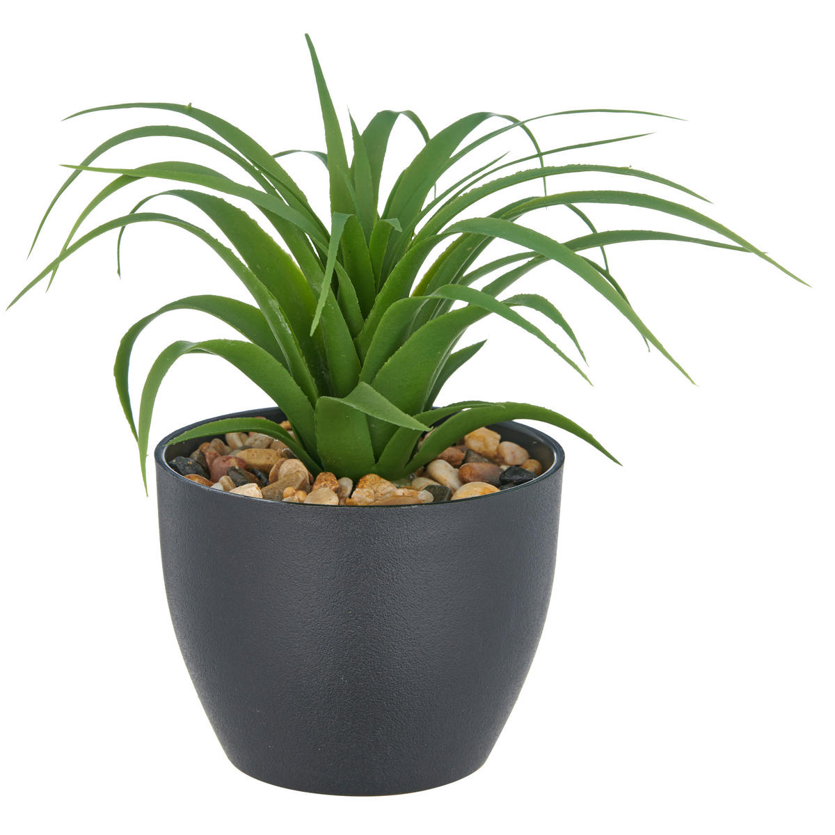 SUKKULENTE Sukkulente 20 cm  - Schwarz/Grün, Basics, Kunststoff (20cm) - P & B