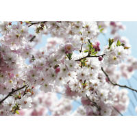 FOTOTAPETE  - Blau/Rosa, Basics (368/254cm) - Xora