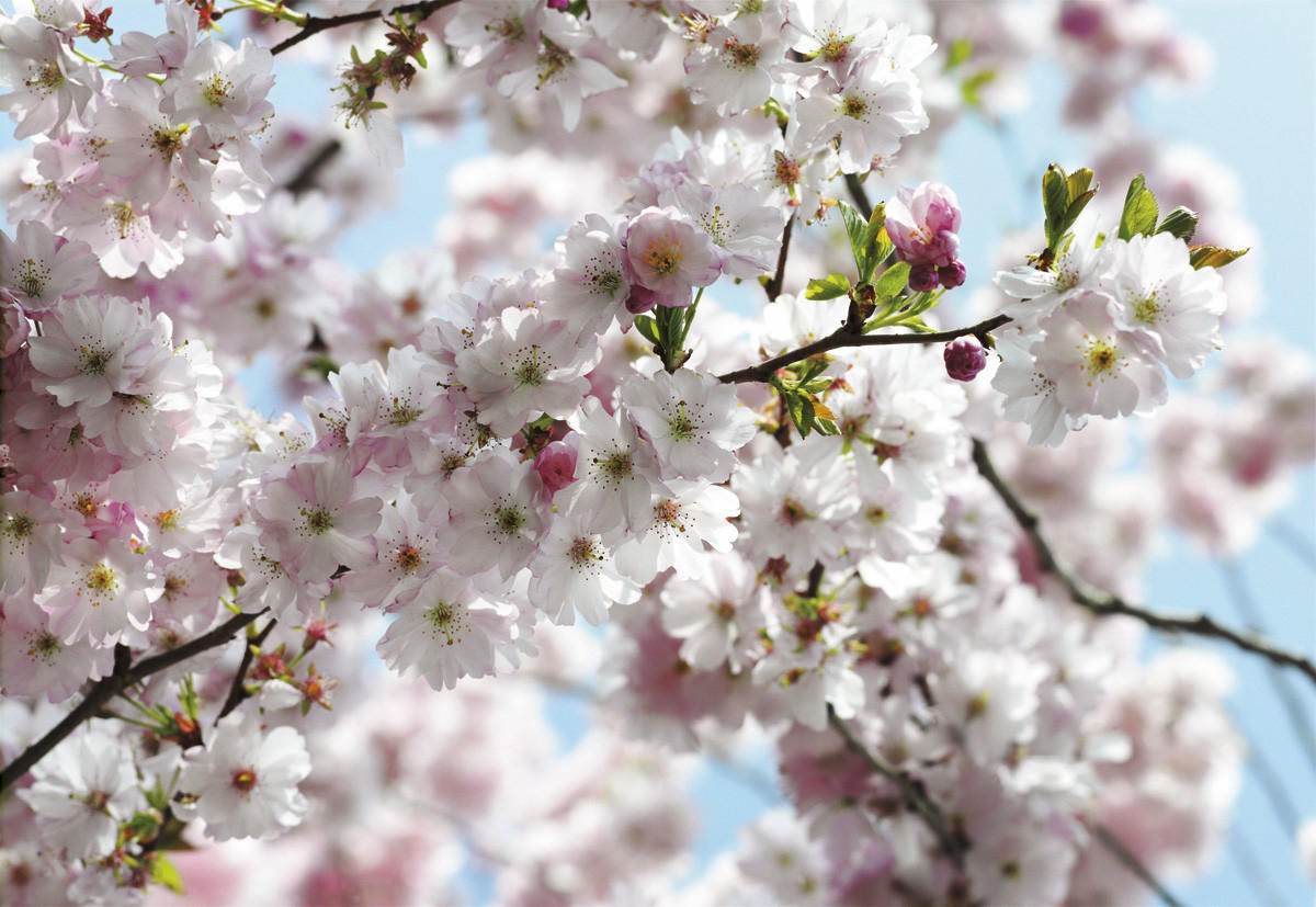 Xora Fototapete Blau, Rosa, Weiß 368x254 cm