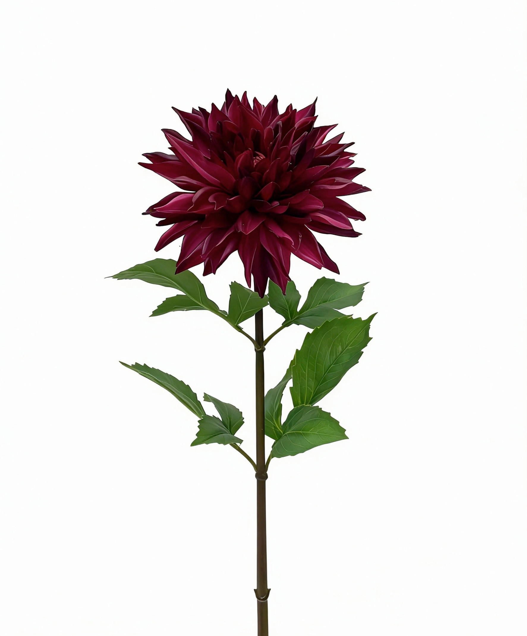 DAHLIE Dahlie  - Violett, LIFESTYLE, Kunststoff (74cm)