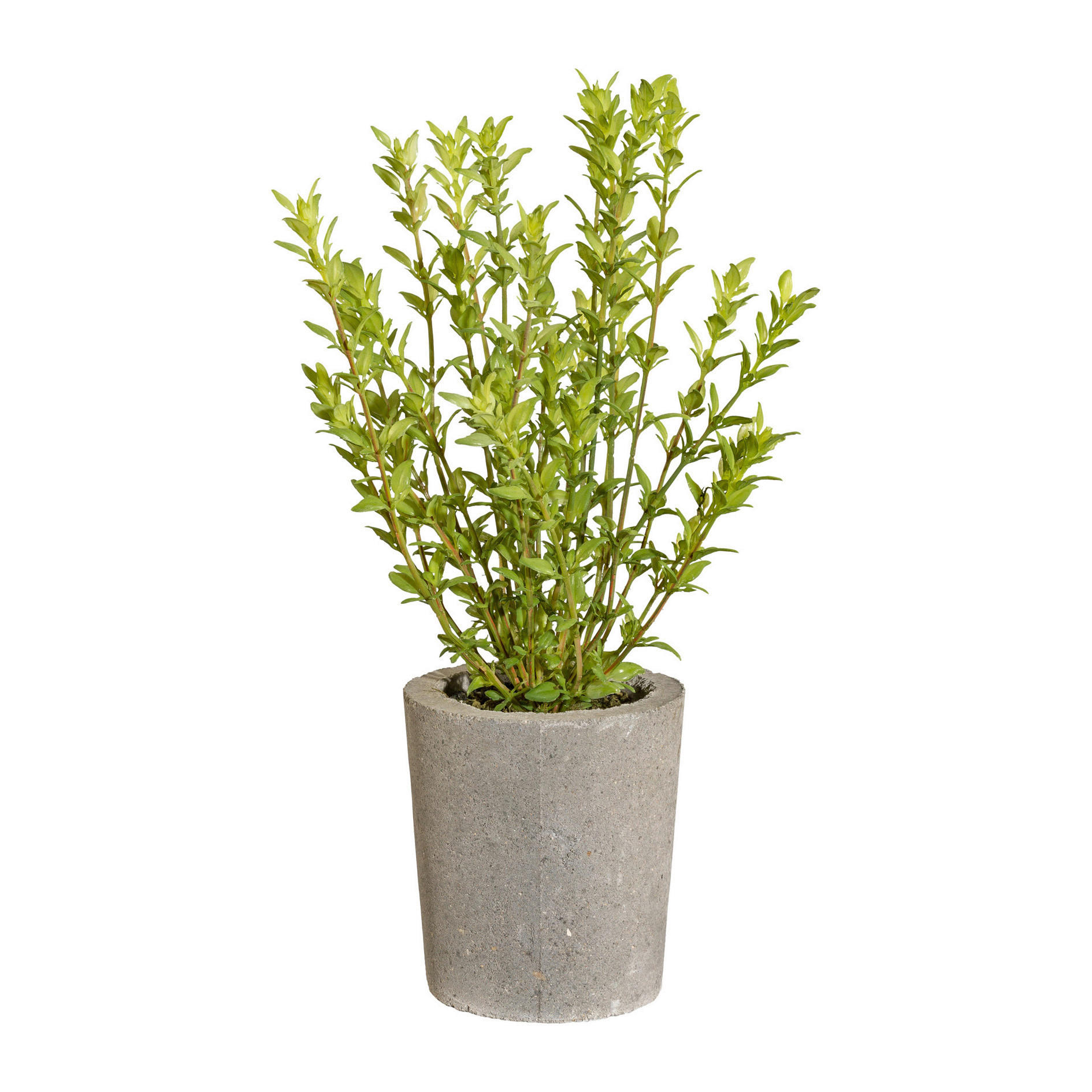 KUNSTPFLANZE Rosmarin 35 cm  - Grau/Grün, Basics, Kunststoff/Stein (35cm) - P & B